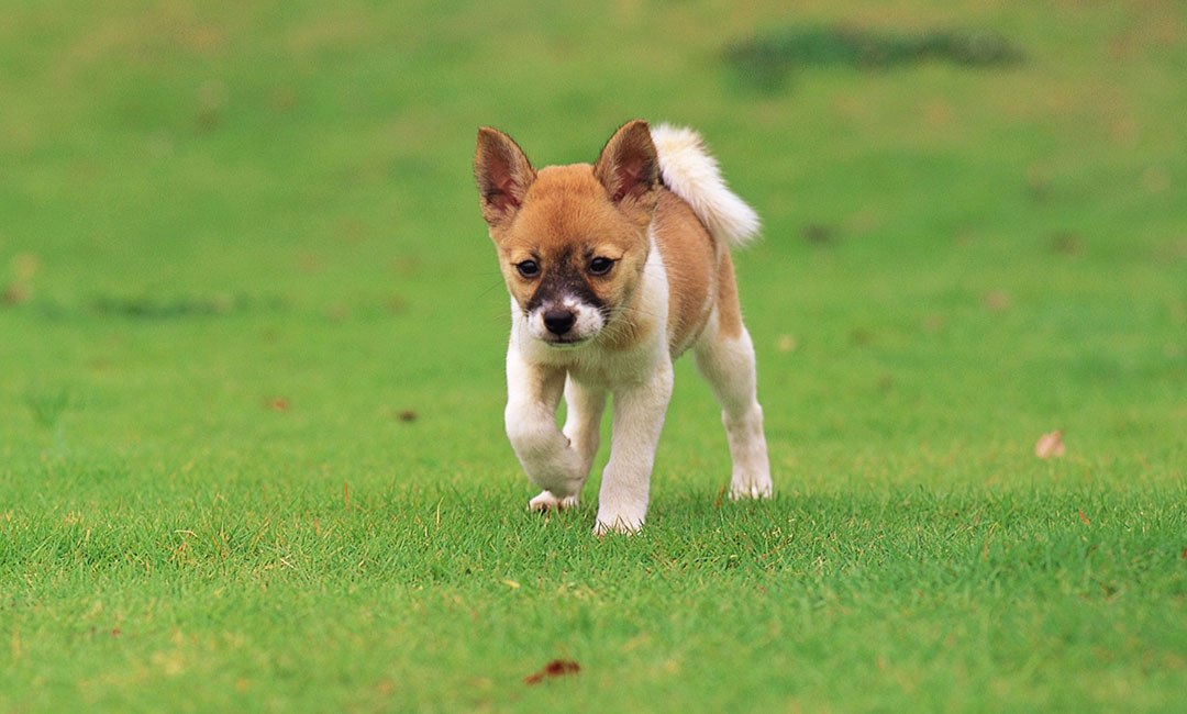 西宁叮叮宠物商业计划书案例